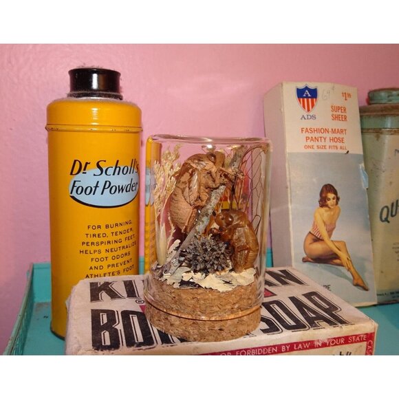 Two Cicada Skins Wing Sweetgum Ball lycan & Oddity Jar goth witchy taxidermy - Picture 9 of 13